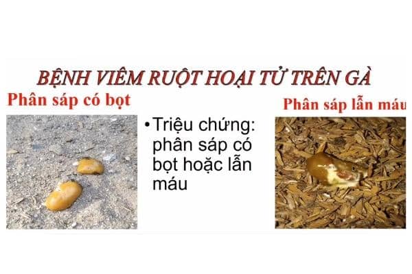 Bệnh viêm ruột hoại tử trên gà cách điều trị