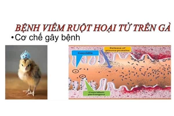 Bệnh viêm ruột hoại tử trên gà cách điều trị