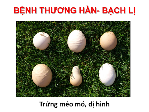 Bệnh lỵ trắng và 3 loại thuốc tốt nhất để điều trị bệnh lỵ trắng ở gà - CÔNG TY THUỐC THÚ Y VIỆT ANH - VIAVET