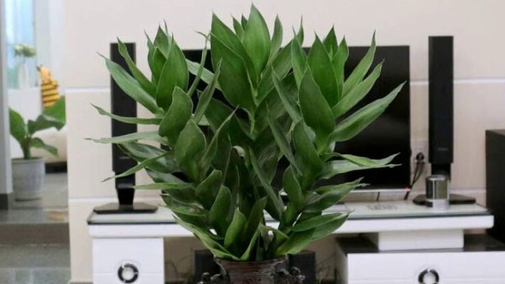 7 loại cây phong thủy đẹp phổ biến nhất