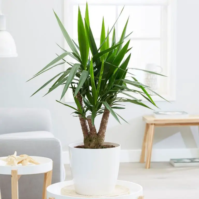 7 loại cây phong thủy đẹp phổ biến nhất