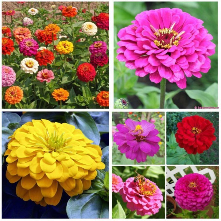 Ý nghĩa của hoa Zinnia là gì?
