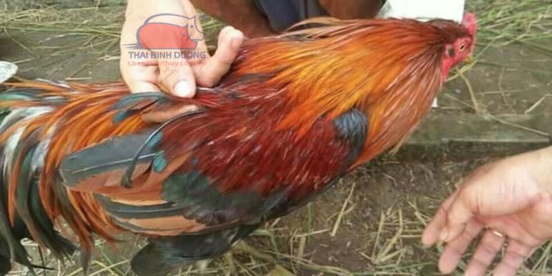 Gà Thần kê và Linh kê là gà gì? Tổng hợp các loại linh kê có thể bạn chưa biết