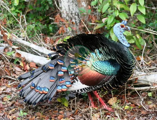 Đặc điểm của gà tây trong chăn nuôi Đặc điểm gà tây