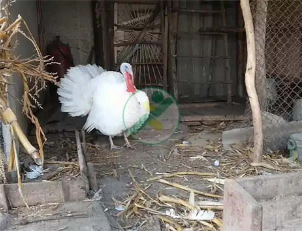 Giống gà tây Beltsville trắng nhỏ Gà tây Beltsville trắng