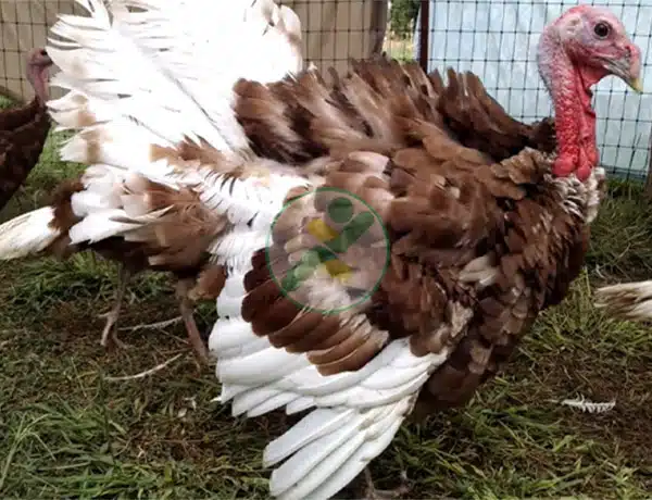 Giống gà tây Auburn Gà tây Auburn