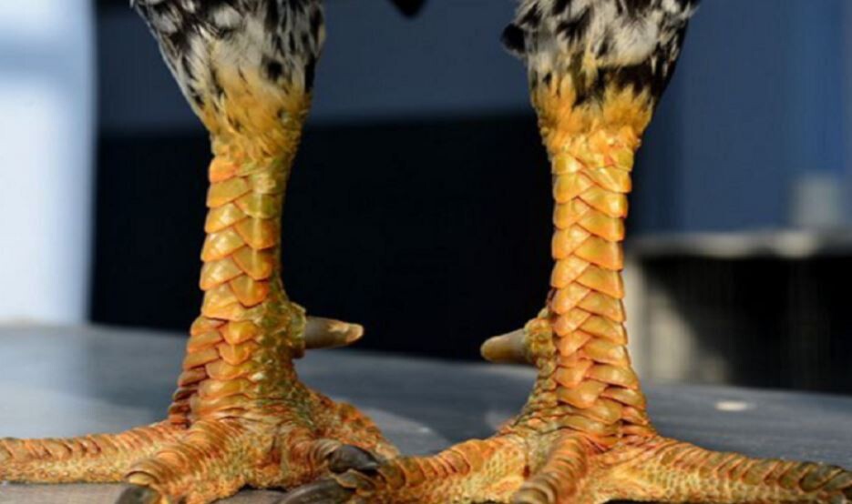 Giống gà chọi vảy rồng và những điều hữu ích bạn nên biết 7 Giống gà chọi vảy rồng và những điều hữu ích bạn nên biết