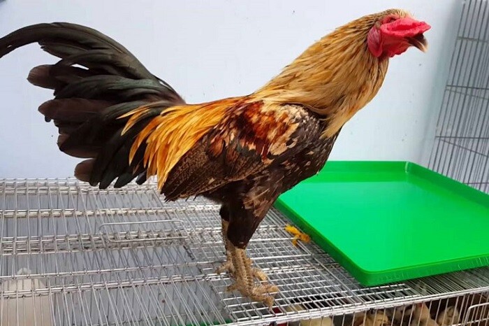 Giống gà chọi vảy rồng và những điều hữu ích bạn nên biết